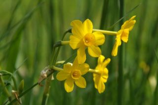 Narcissus 'Baby Moon'Borstelblad bestellen